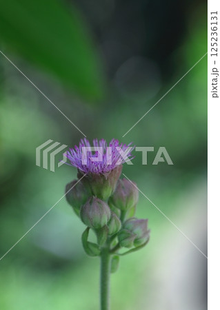 高原に咲くアザミ 高原に咲くアザミ 125236131