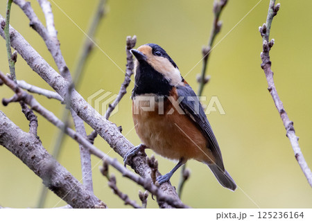鳴き真似や芸をこなす器用な鳥 ヤマガラ 125236164