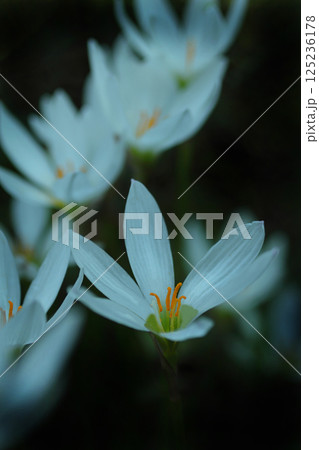 白いタマスダレの花 125236178