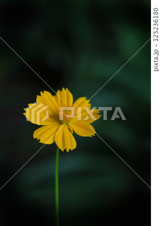 黄色いキバナコスモスの花 125236180