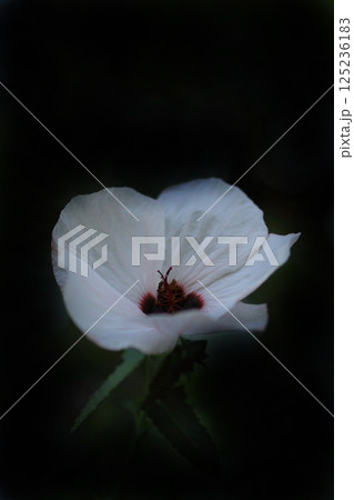 白いタカサゴフヨウの花 白いタカサゴフヨウの花 125236183