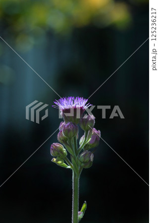 紫のアザミの花が咲いていた 紫のアザミの花が咲いていた 125236217