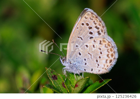 小型で綺麗だけれど繁殖適応力の高さから発見頻度の高い蝶　ヤマトシジミ 125236426