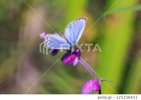 小型で綺麗だけれど繁殖適応力の高さから発見頻度の高い蝶　ヤマトシジミ 125236431