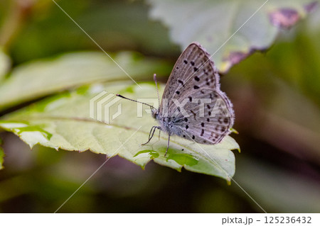 小型で綺麗だけれど繁殖適応力の高さから発見頻度の高い蝶　ヤマトシジミ 125236432