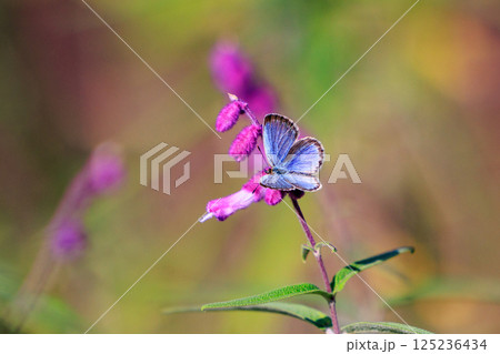 小型で綺麗だけれど繁殖適応力の高さから発見頻度の高い蝶　ヤマトシジミ 125236434