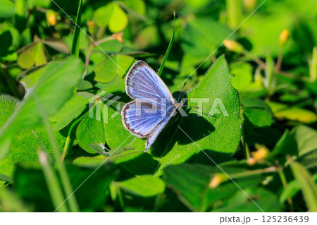 小型で綺麗だけれど繁殖適応力の高さから発見頻度の高い蝶　ヤマトシジミ 125236439