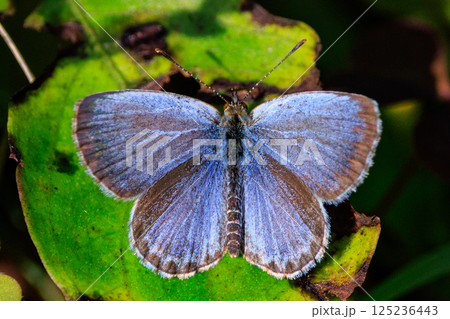 小型で綺麗だけれど繁殖適応力の高さから発見頻度の高い蝶 ヤマトシジミ 小型で綺麗だけれど繁殖適応力の高さから発見頻度の高い蝶 ヤマトシジミ 125236443