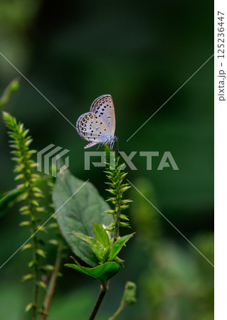 小型で綺麗だけれど繁殖適応力の高さから発見頻度の高い蝶　ヤマトシジミ 125236447