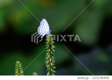 小型で綺麗だけれど繁殖適応力の高さから発見頻度の高い蝶　ヤマトシジミ 125236450