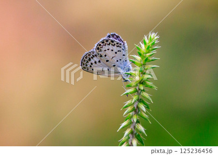 小型で綺麗だけれど繁殖適応力の高さから発見頻度の高い蝶　ヤマトシジミ 125236456