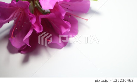 白バックのピンクのツツジの花 125236462