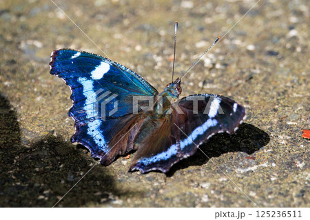 瑠璃色のラインが印象的で美しくて人気のあるルリタテハ 瑠璃色のラインが印象的で美しくて人気のあるルリタテハ 125236511