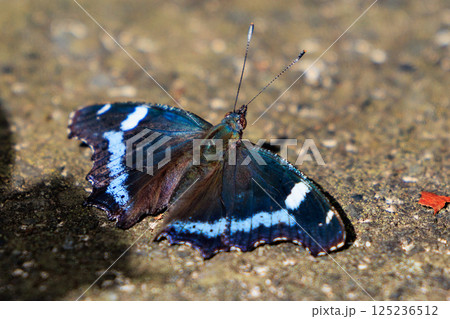 瑠璃色のラインが印象的で美しくて人気のあるルリタテハ 125236512