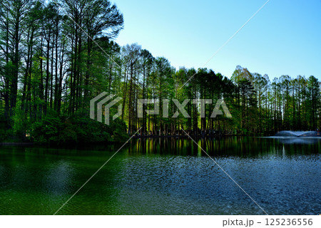 新緑の綺麗な別所沼公園 125236556