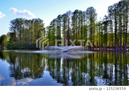 新緑の綺麗な別所沼公園 125236559