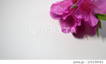 白バックのピンクのツツジの花 125236562
