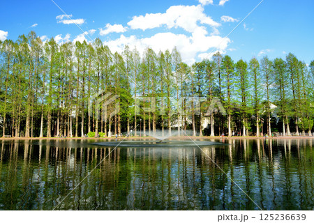 新緑の綺麗な別所沼公園 新緑の綺麗な別所沼公園 125236639