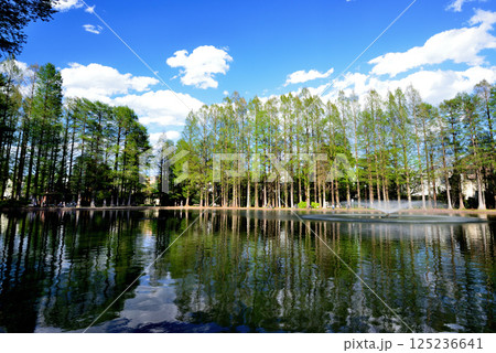 新緑の綺麗な別所沼公園 新緑の綺麗な別所沼公園 125236641