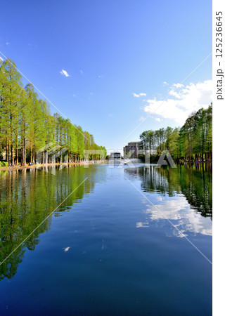 新緑の綺麗な別所沼公園 新緑の綺麗な別所沼公園 125236645