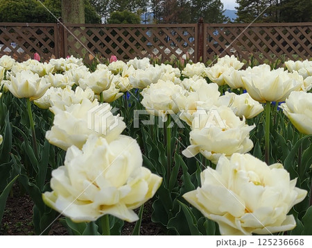 2025チューリップ祭り32 125236668