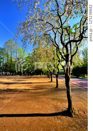 新緑の綺麗な別所沼公園 新緑の綺麗な別所沼公園 125236682