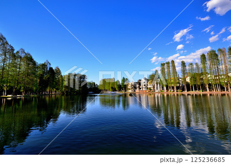 新緑の綺麗な別所沼公園 125236685