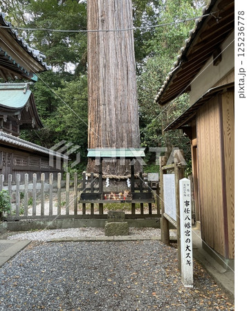 掛川市 事任八幡宮 大スギ 掛川市 事任八幡宮 大スギ 125236778