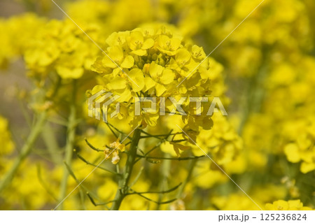 菜の花 菜の花 125236824