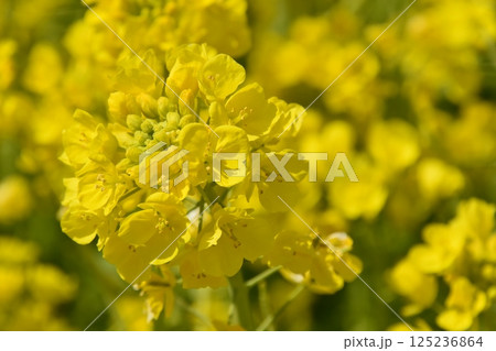 菜の花 菜の花 125236864