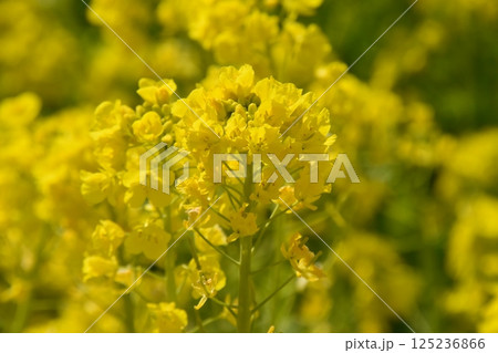 菜の花 菜の花 125236866
