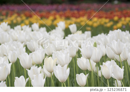 横浜公園の春 横浜公園の春 125236871