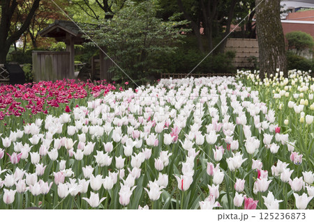 横浜公園の春 125236873