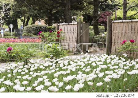 横浜公園の春 125236874