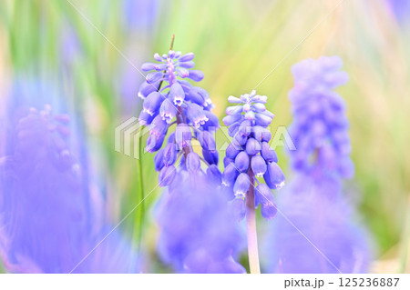 3月から4月に咲く花 ムスカリ 125236887