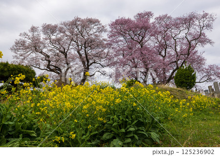 福島県三春町弘法桜 125236902