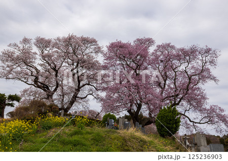 福島県三春町弘法桜 125236903