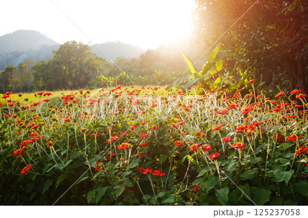 Landscape of blooming vibrant red Mexican sunflowers meadow field in sunlight and ray of sunset. Natural wildflower background 125237058