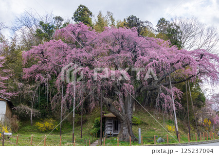 福島県郡山市紅枝垂地蔵桜 福島県郡山市紅枝垂地蔵桜 125237094