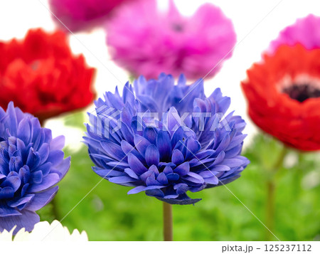 アネモネの花苗 アネモネの花苗 125237112