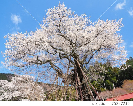 山梨県　青空に映える満開の千年桜　4月 125237230