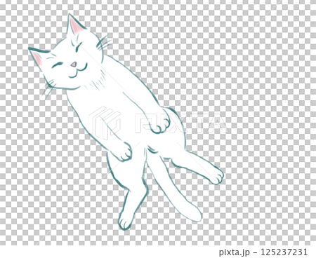 まったりとリラックスして仰向けに寝る白猫 125237231