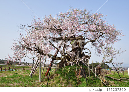 米沢の千歳桜 125237260