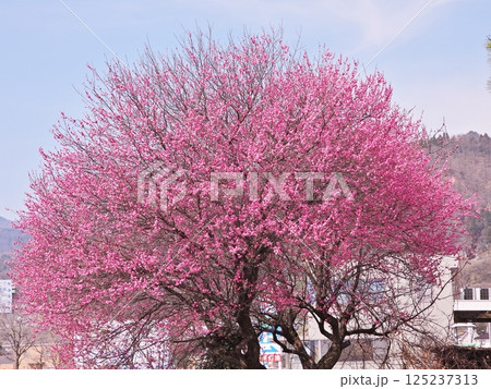 紅梅の花咲く春 紅梅の花咲く春 125237313