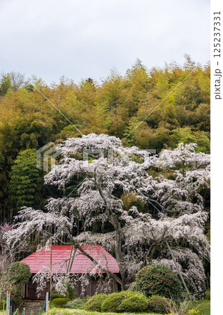 福島県郡山市雪村桜 125237331