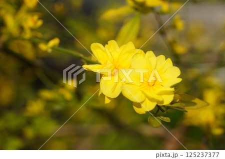 咲き始めた春の花 咲き始めた春の花 125237377