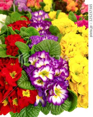 プリムラジュリアンの花苗 プリムラジュリアンの花苗 125237385