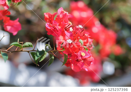 Bougainvillea or paper flower , red paper flower Bougainvillea or paper flower , red paper flower 125237398