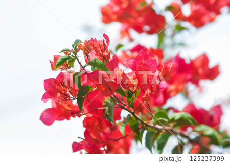 Bougainvillea or paper flower , red paper flower and sky Bougainvillea or paper flower , red paper flower and sky 125237399