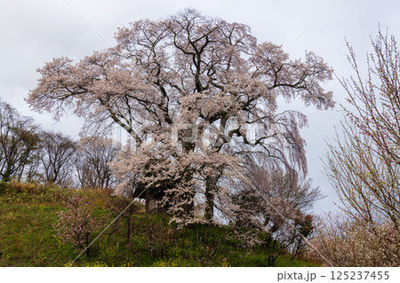福島県郡山市天神夫婦桜 福島県郡山市天神夫婦桜 125237455